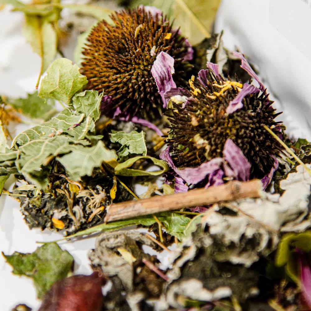 Top 5 biljaka za imunitet